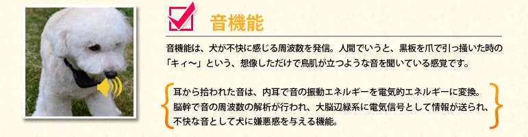 音機能は、犬が不快に感じる周波数を発信。人間でいうと、黒板を爪で引っ掻いた時の「キィ〜」という、想像しただけで鳥肌が立つような音を聞いている感覚です。耳から拾われた音は、内耳で音の振動エネルギーを電気的エネルギーに変換。脳幹で音の周波数の解析が行われ、大脳辺緑系に電気信号として情報が送られ、不快な音として犬に嫌悪感を与える機能。