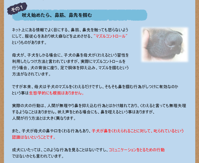 その1、吠え始めたら、鼻筋、鼻先を掴む。ネット上にある情報でよく目にする、鼻筋、鼻先を触っても怒らないようにして、服従心をあおり吠え癖などを止めさせる、マズルコントロールというものがあります。本来、母犬は子犬のマズルをくわえるだけですし、そもそも鼻を掴む行為が、しつけに有効なのかは生態学的にも根拠はありません。