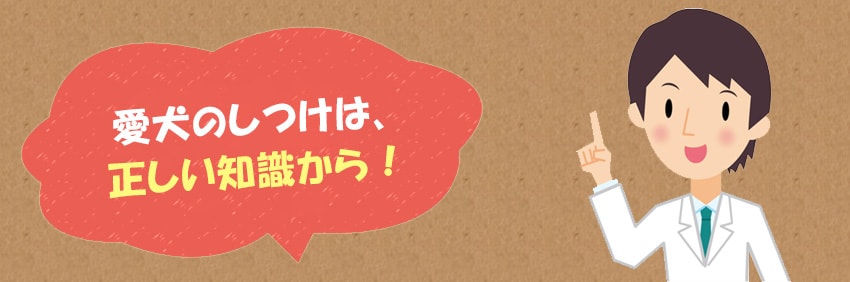正しいしつけの知識が、とても重要