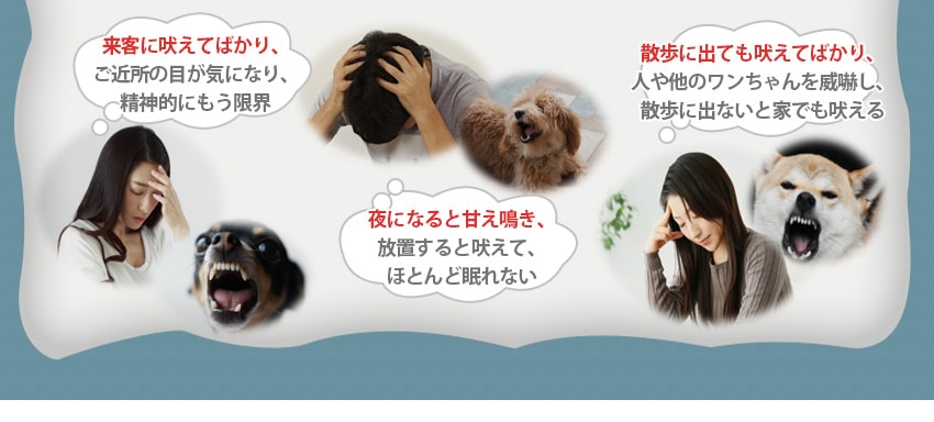 来客に吠えてばかり、ご近所の目が気になり、精神的にもう限界。夜になると甘え鳴き、放置すると吠えて、ほとんど眠れない。散歩に出ても吠えてばかり、人や他のワンちゃんを威嚇し、散歩に出ないと家でも吠える